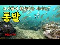 통발 최적의 미끼/프리다이빙통발/freediving fishtrap-FOX☆TV