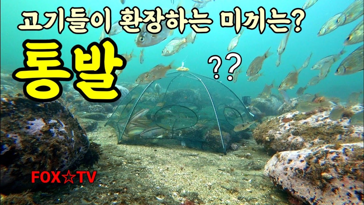 통발 최적의 미끼/프리다이빙통발/freediving fishtrap-FOX☆TV
