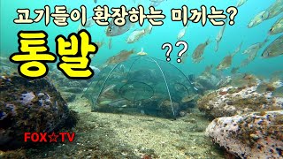 통발 최적의 미끼/프리다이빙통발/freediving fishtrap-FOX☆TV