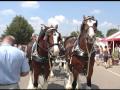 Budweiser Clydesdales at The Ohio State Fair