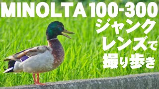 ミノルタ550円ジャンクレンズ入門「清涼寺と田んぼのカモ」MINOLTA AF