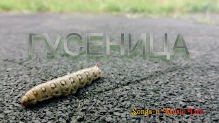 Гусеница крупным планом | The Caterpillar in Close-Up
