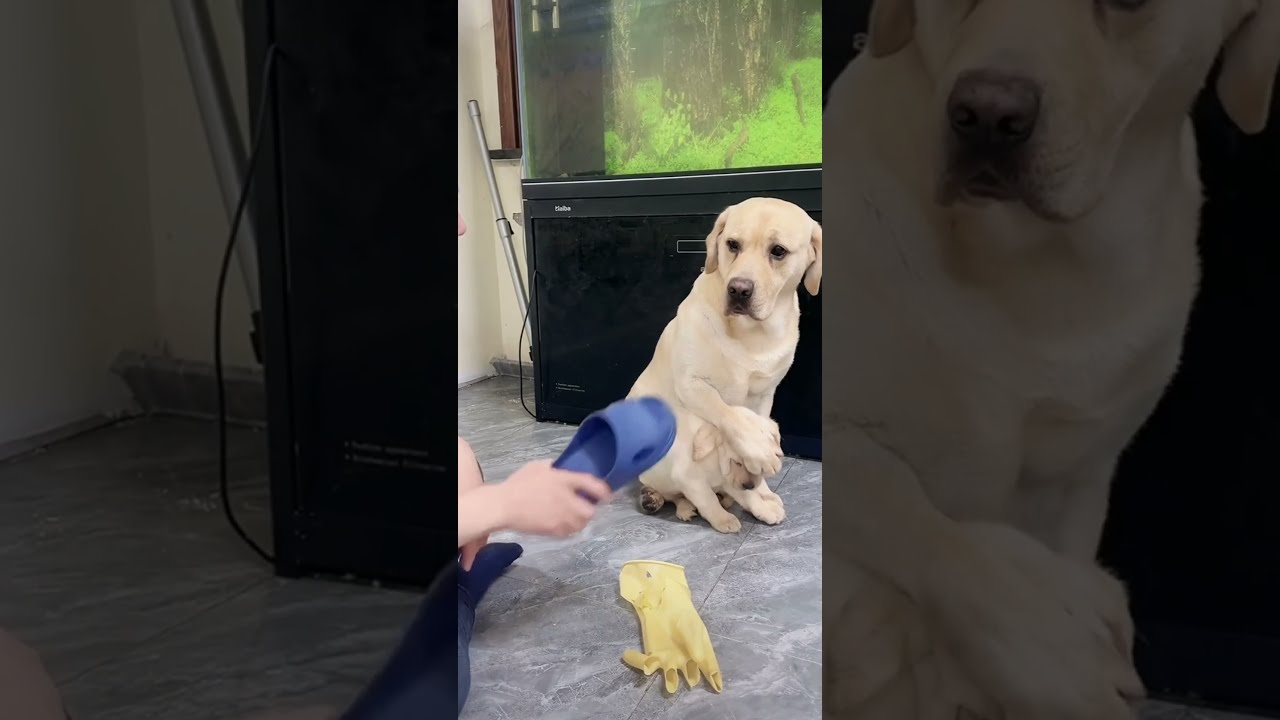 Unyielding Motherly Love A Dog Mom Shields Her Puppies From Harm