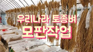 신토불이 우리토종벼 모판작업