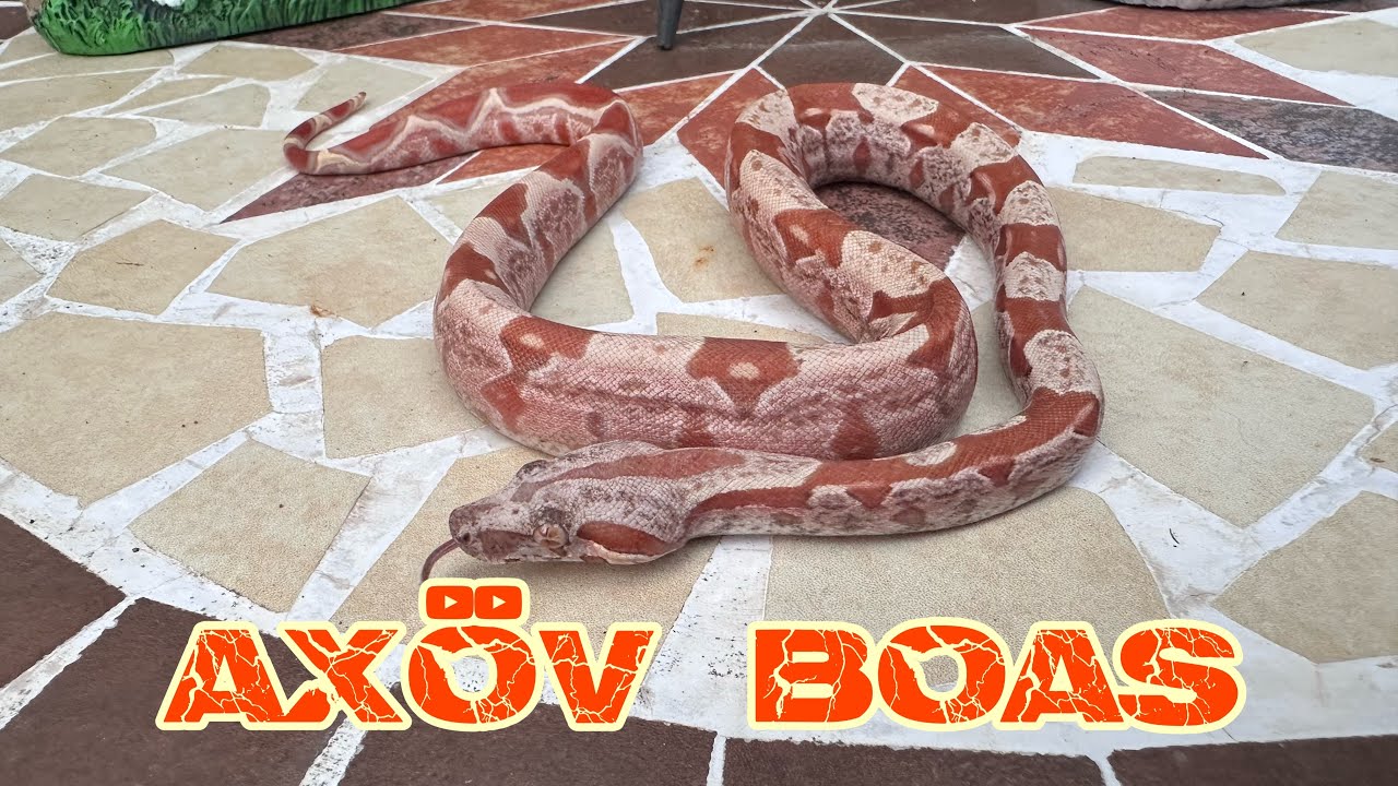 Some IMG VPI Boa combos