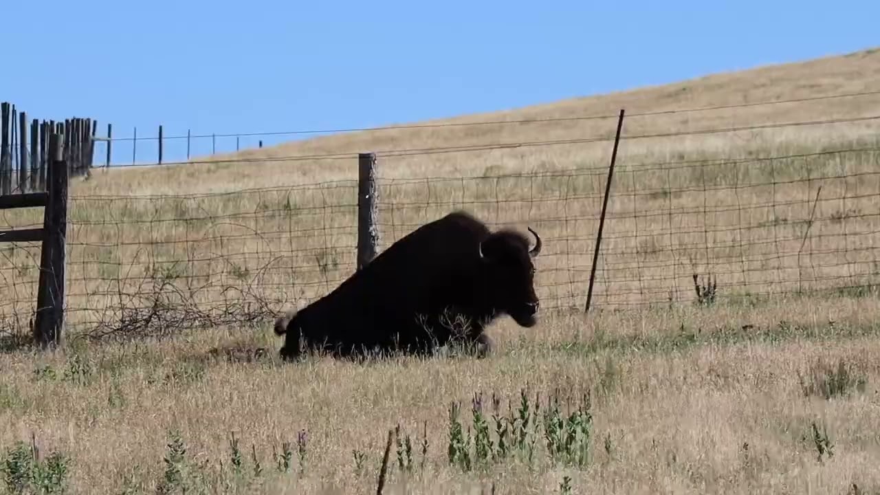 Buffalo Wallowing