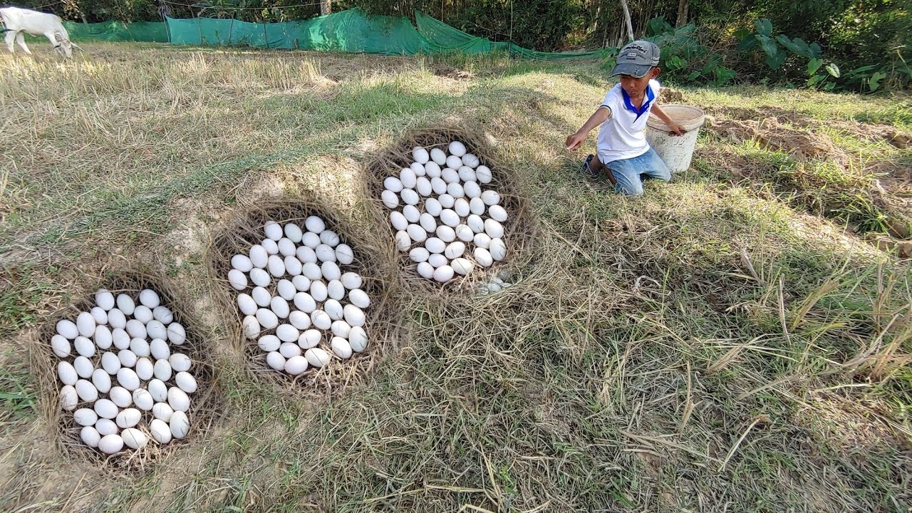 WOW Best Video! A Farmer Picks a Lot of Duck Eggs by Hand in a Dry Field