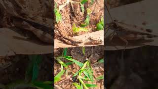 insect video #2026 #viralvideo #shorts #camera #amazing insect@2026