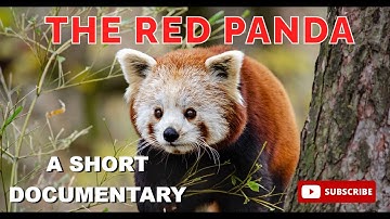 Red Panda: The Adorable but Endangered Forest Guardian | Facts & Conservation | A short Documentary