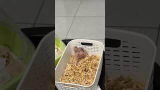 Throwback: Luminor responded to his name with those tiny chirps for the very first time🥹#cockatiel