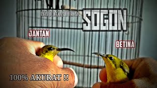 Cara bedain jantan betina burung SOGON || 100% AKURAT !!