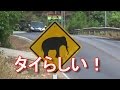 【日本にない交通標識】タイ・プーケット島！カタビーチ！象に注意の交通標識！Elephant sign in Phuket in Thailand 国際ジャーナリスト大川原　明！言及