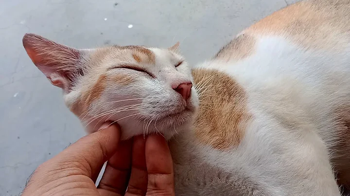 Watch the video about Mama Cat And Cute Kittens Asking Food Cat Rescue | Persian Cat Food | Cat Shelter 🐈❤️