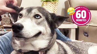 FUNNY Husky Moans for Scratches 😂 | BEST Cat & Dog Videos 2023