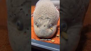 A river zombies eaten by humans #africa #funfacts #lungfish