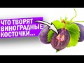 Ел виноград с косточками. Вот как изменилось моё тело через 7 дней...