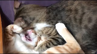 Cat Romance But its Cutely Aggressive