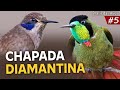 AVES da CHAPADA DIAMANTINA (Ep.5 BRASIL DAS AVES) | Em busca das aves endêmicas da BAHIA!