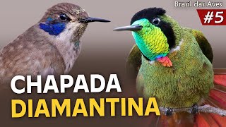 AVES da CHAPADA DIAMANTINA (Ep.5 BRASIL DAS AVES) | Em busca das aves endêmicas da BAHIA!