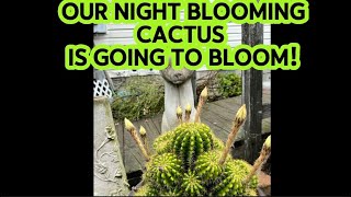 Our Night Blooming Cactus Is Flowering