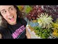 TOUR OF MY SUCCULENT GARDEN!