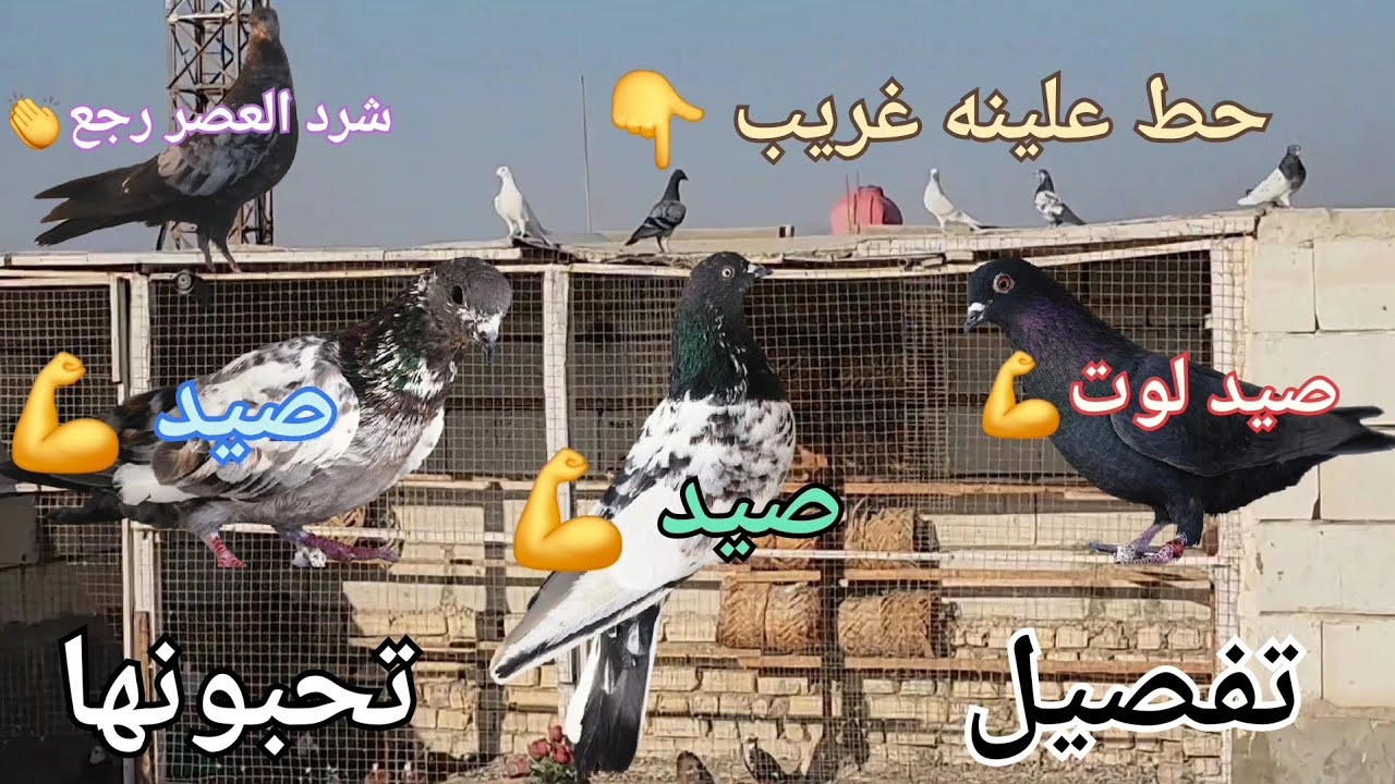 صيد3 هاترك💪وتار من الفرخات شرد الصبح وتتم العصر 👏وحط علينه غريب 😡وتفاصيل تحبوها 🫶