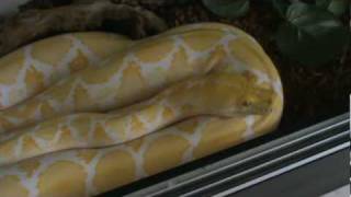 My White Phase Retculated Python