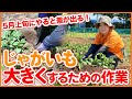 家庭菜園や農園のジャガイモ栽培で5月中旬にやると差が出る！？実を大きくするジャガイモの育て方を徹底解説！【農園ライフ】