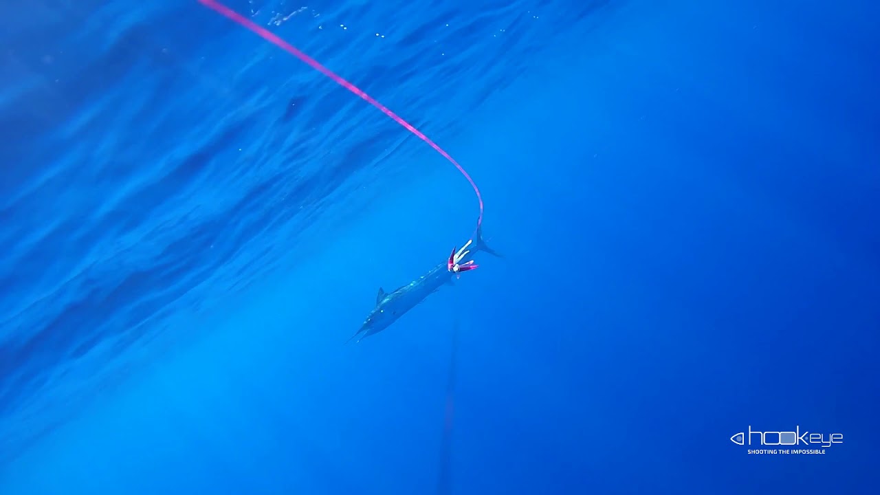 Aguglia Imperiale 9 agosto 2017 in Acciaroli, Italy - By Davide Acone with Hook-Eye Cam