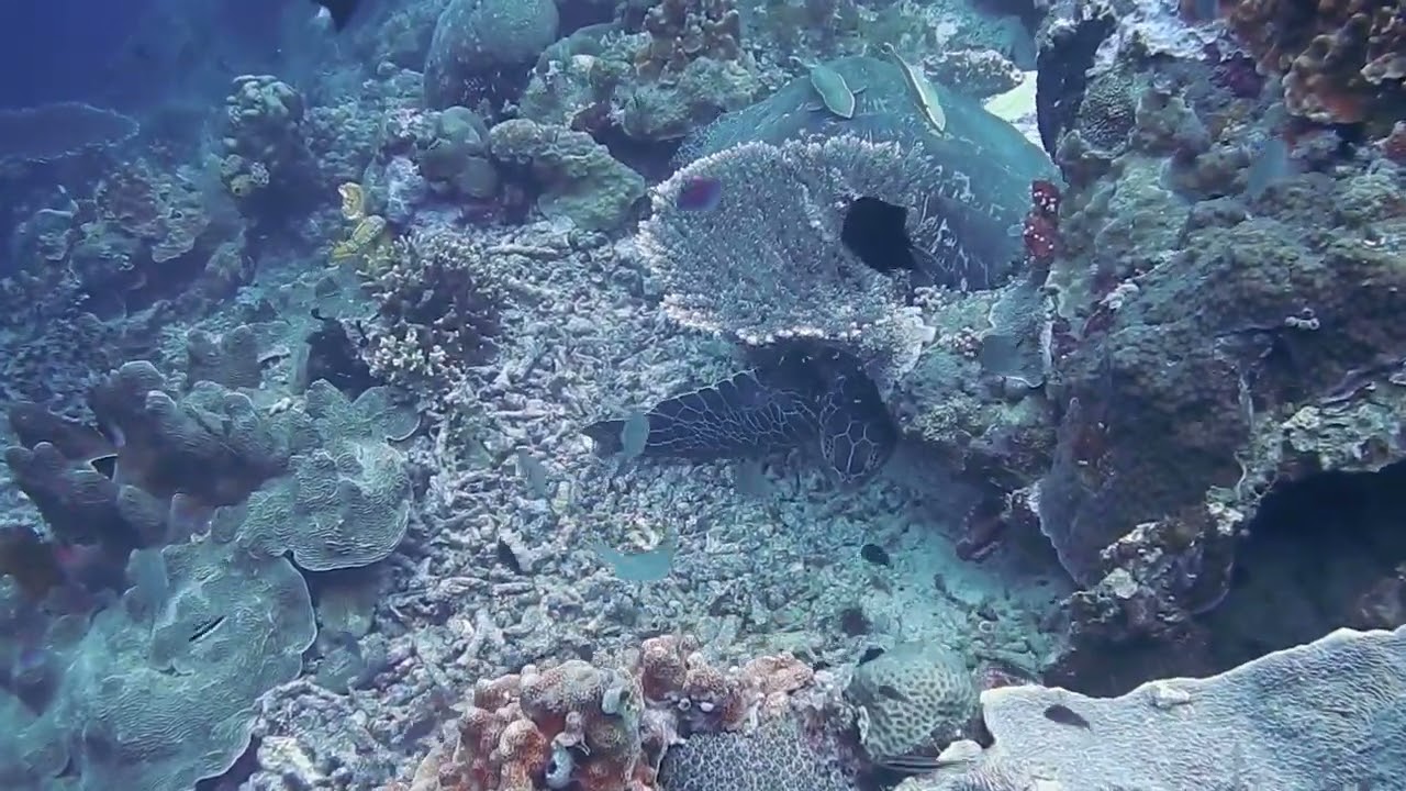 Climate Change and Our Oceans  A Deep Dive 