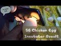 Chicken Egg Incubator Hatching Result