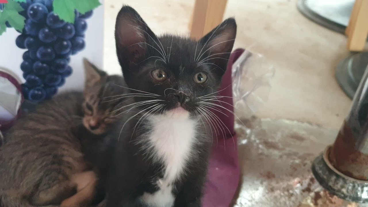 우리냥이들예요  ᆢ