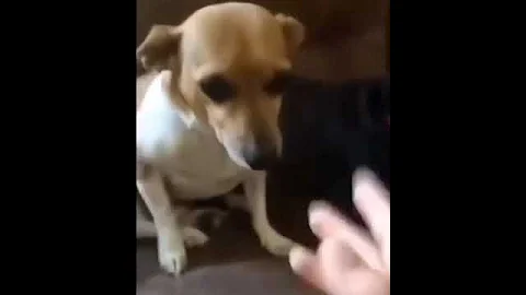 Reduced to atoms #jojosbizzareadventure #memes #dog