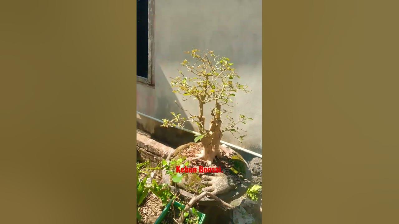 Kebun Bonsai. YouTube