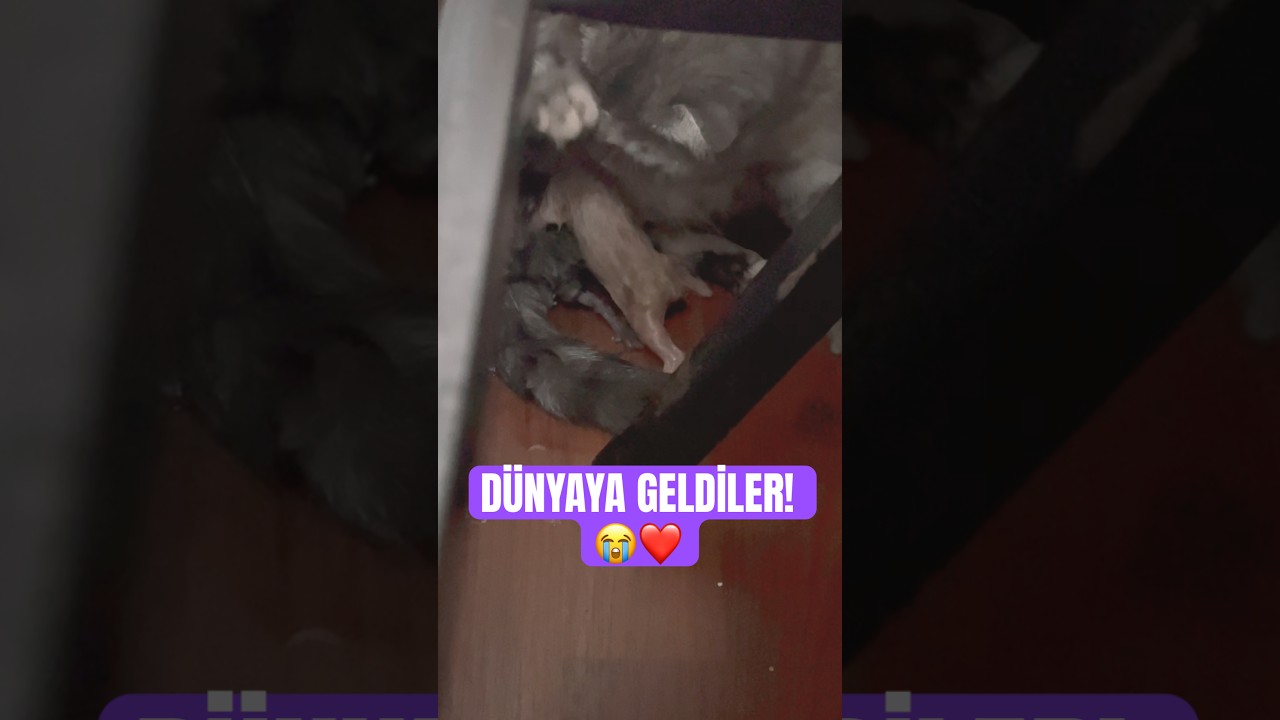Dünyanın En Güzel Şefkati! Yeni Doğmuş Scottish Yavruları 🐈‍⬛ #çelikailesi