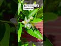 Lemon tree process निम्बू कैसे पैदा होता है ? #shorts #nature #iphone #lemon #lemontree #short