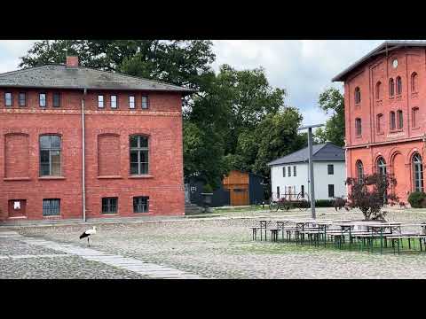 Landgut Stober Young Stork Explores the Farm July 2026 live cam preview