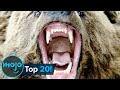 Top 20 Most Dangerous Animals in the World
