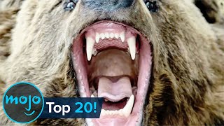 Top 20 Most Dangęrous Animals in the World