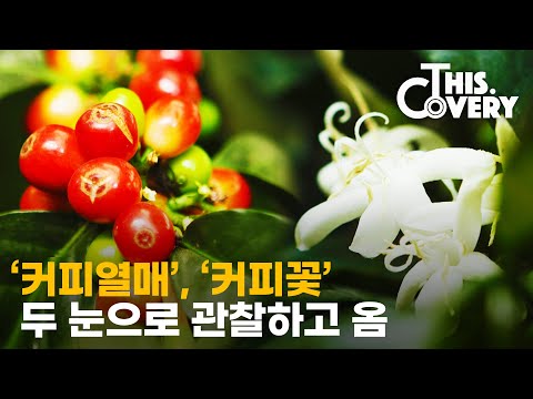 I'll try to get the coffee☕ with information of coffee bean [THISCovery EP.3] (SUB)