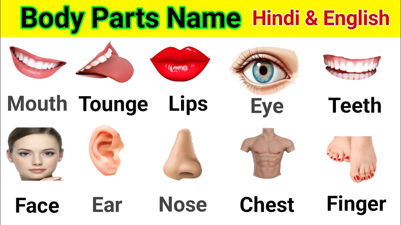 Body parts Name शरीर के अग Human Body Parts Name in English and