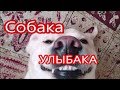 Собака - улыбака