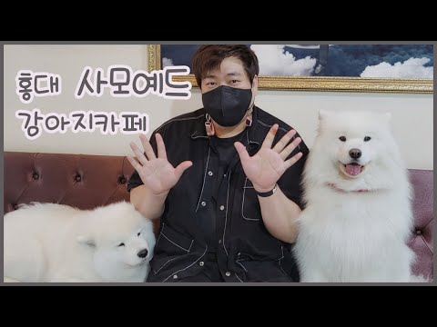 홍대 사모예드 강아지카페 탐방기