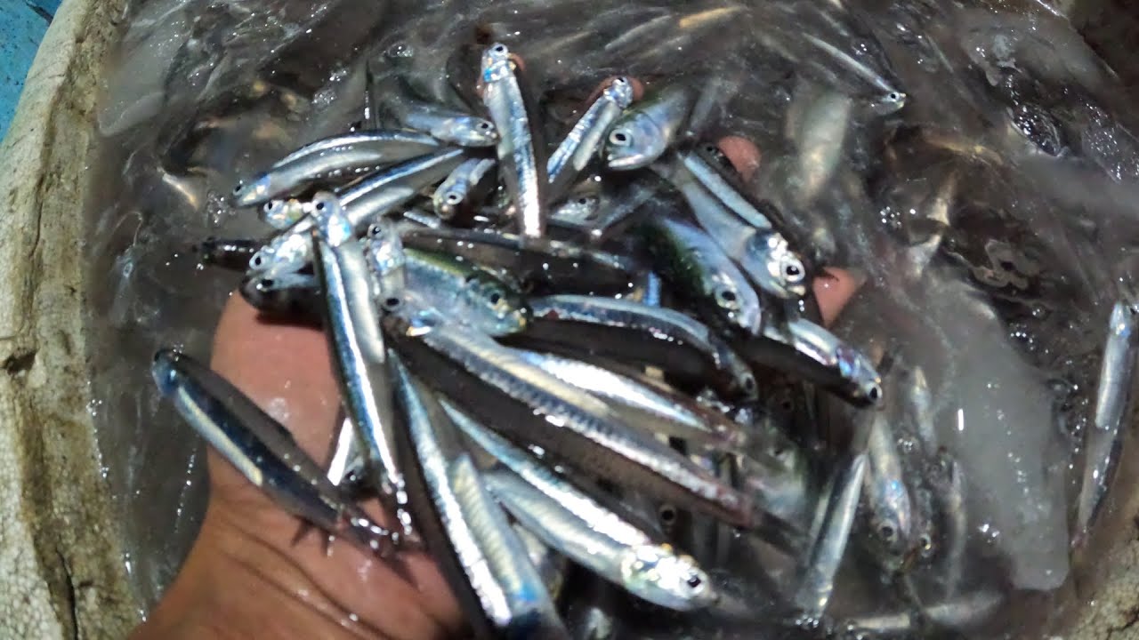 2 DAYS Old School Fishing to Catch & Sell Anchovies Fish 🐟💵😯 YouTube