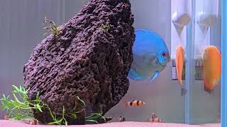 [120H] 디스커스 3번째 산란 / 피딩 (Golden/Blue Diamond Discus Third Spawning &amp; Feeding) / Spacing Out Aquarium