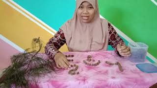 TEMA TANAMAN || MANFAAT BIJI CEMARA || Emi Wargiyati, S. Pd