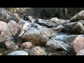 Black Diamond Trail Trekking Pole: A trailside review