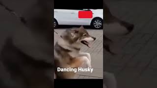 Dancing Happy Husky is So Funny!🤣🤣