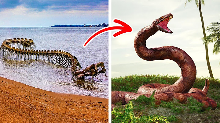 Titanoboa Fue Descubierto Por Accidente en una Mina de Carbón