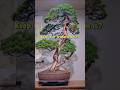 Keep It or Transform It? Bonsai Style Debate #BonsaiTransformation #BunjinStyle #MoyogiBonsai